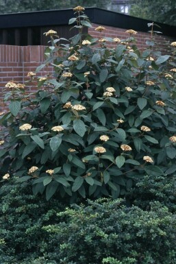 Sneeuwbal Viburnum rhytidophyllum Struik 30-40 Pot C3
